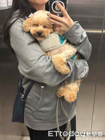 人人犬舍貴賓洗完澡變超可愛。（圖／飼主Threads@stonnie__crystal_tw提供）