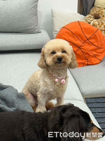 人人犬舍貴賓洗完澡變超可愛。（圖／飼主Threads@stonnie__crystal_tw提供）