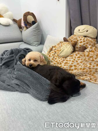 人人犬舍貴賓洗完澡變超可愛。（圖／飼主Threads@stonnie__crystal_tw提供）