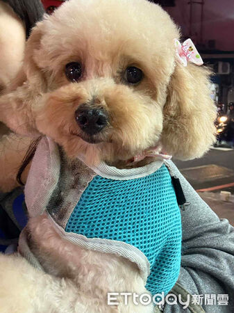 人人犬舍貴賓洗完澡變超可愛。（圖／飼主Threads@stonnie__crystal_tw提供）