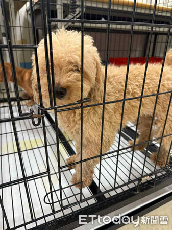 人人犬舍貴賓洗完澡變超可愛。（圖／飼主Threads@stonnie__crystal_tw提供）