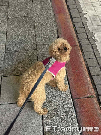 人人犬舍貴賓洗完澡變超可愛。（圖／飼主Threads@stonnie__crystal_tw提供）