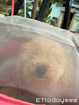 人人犬舍貴賓洗完澡變超可愛。（圖／飼主Threads@stonnie__crystal_tw提供）