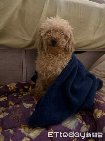 人人犬舍貴賓洗完澡變超可愛。（圖／飼主Threads@stonnie__crystal_tw提供）