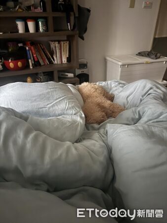 人人犬舍貴賓洗完澡變超可愛。（圖／飼主Threads@stonnie__crystal_tw提供）