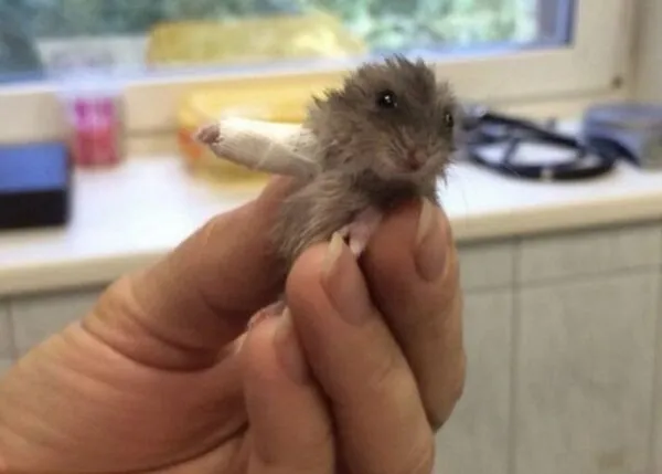 太萌網瘋傳！獸醫為小倉鼠施展「顯微級」巧手　全球最精緻石膏曝光