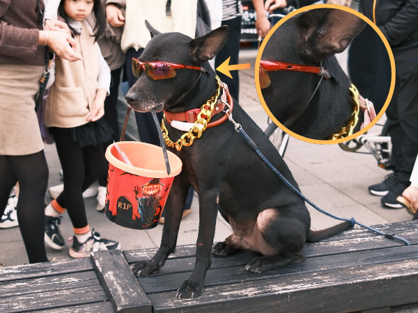 ▲淡水黑狗戴墨鏡乖坐超吸睛　遭網發現勒痕！懷疑是「靠噱頭討賞」。（圖／網友@junyu.24_提供，請勿隨意翻拍，以免侵權。）