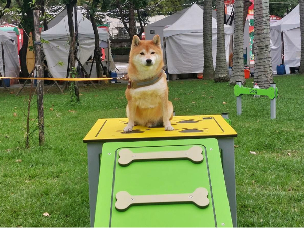 ▲新北毛寶貝耶誕趴市集　板橋站前「10項寵物遊具」搶先登場。（圖／新北市政府動物保護防疫處提供。）