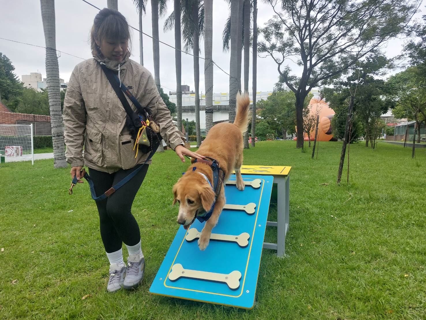 ▲新北毛寶貝耶誕趴市集　板橋站前「10項寵物遊具」搶先登場。（圖／新北市政府動物保護防疫處提供。）