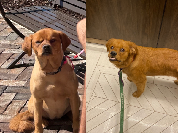 ▲越長越走鐘！暴牙狗狗超不像阿金　媽：怎樣都是我最愛的寶貝。（圖／翻攝自TikTok／@darlingloungewear）