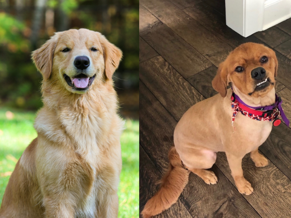 ▲越長越走鐘！暴牙狗狗超不像阿金　媽：怎樣都是我最愛的寶貝。（圖／翻攝自TikTok／@darlingloungewear）