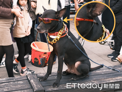淡水黑狗戴墨鏡乖坐超吸睛 網憂是「靠噱頭討賞」