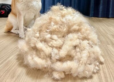 梳廢毛發現「今年收成不好」　堆出整座山生產者超驕傲