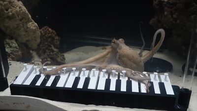 他在市場救下1隻章魚　沒想到牠回家竟會「彈鋼琴」！555萬人看呆