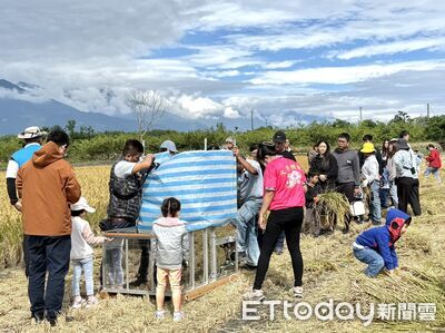 台東鹿野大原舉辦割稻體驗　小朋友和家長開心下田嘗鮮