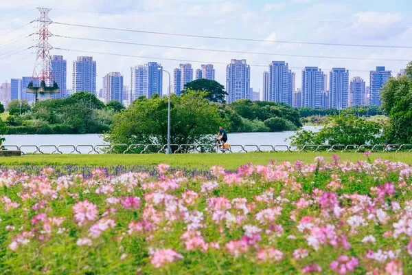 ▲台北市「中正河濱公園」花海盛放中。（圖／翻攝自Facebook／戀戀水綠 臺北水利）