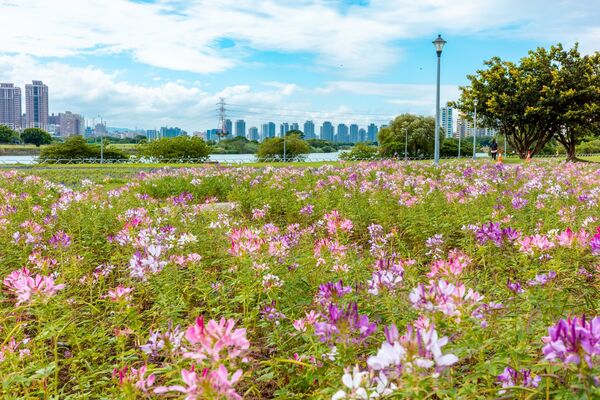 ▲台北市「中正河濱公園」花海盛放中。（圖／翻攝自Facebook／戀戀水綠 臺北水利）