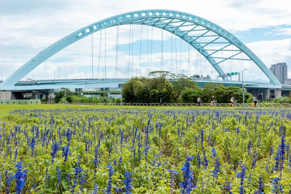 ▲台北市「中正河濱公園」花海盛放中。（圖／翻攝自Facebook／戀戀水綠 臺北水利）