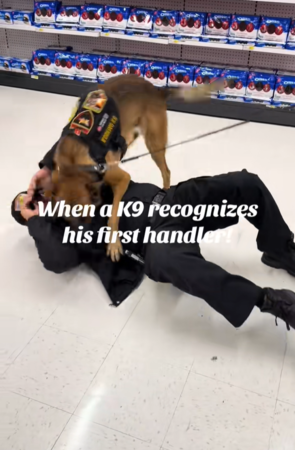 警犬認出第一位領犬員。（圖／翻攝自Tiktok@dpk9services）