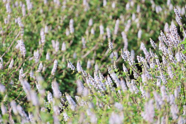 ▲關西仙草花秘境盛開約3-4成，下週末較美。（圖／關西鎮公所提供）