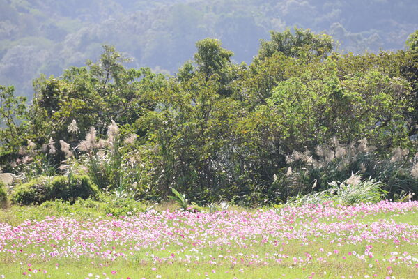 ▲關西仙草花秘境盛開約3-4成，下週末較美。（圖／關西鎮公所提供）