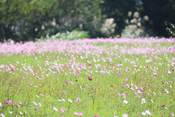 ▲關西仙草花秘境盛開約3-4成，下週末較美。（圖／關西鎮公所提供）
