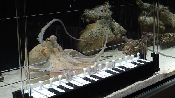 章魚燒在水族箱裡探索鍵盤，用8隻觸手自由彈奏。（翻攝Mattias Krantz YouTube頻道）