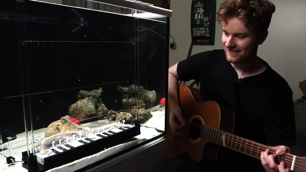 克蘭茲彈吉，章魚燒在水族箱內同步「合奏」，畫面療癒。（翻攝Mattias Krantz YouTube頻道）