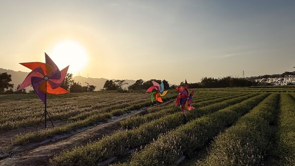 ▲關西仙草花秘境今日盛開約3-4成，今年首度增加風車等兩裝置。（圖／關西鎮公所提供）