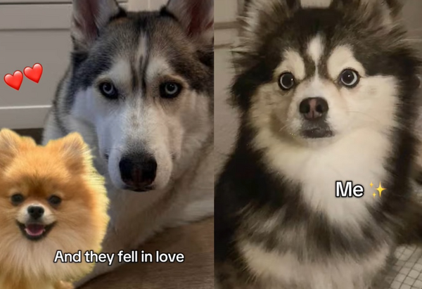 哈士奇媽+博美犬爸生出最萌混血犬　4歲「博士奇」爆紅百萬網圈粉。（圖／翻攝自TikTok／lu_the_pomsky）