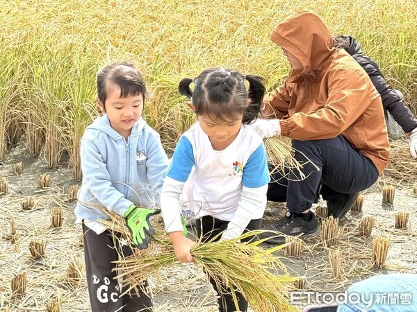 ▲台東瑞源社區發展協會舉辦割稻體驗。（圖／記者楊晨東翻攝）