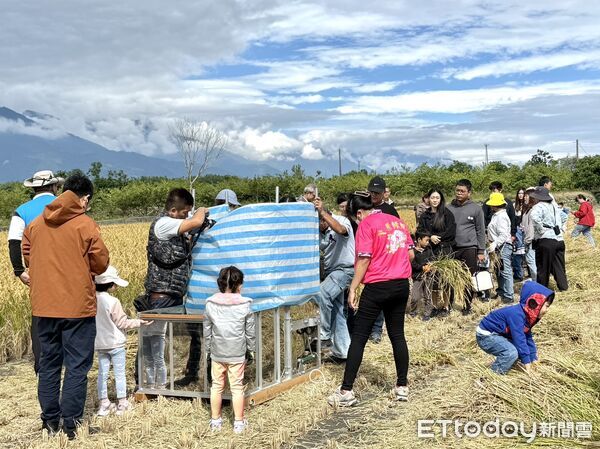 ▲台東瑞源社區發展協會舉辦割稻體驗。（圖／記者楊晨東翻攝）