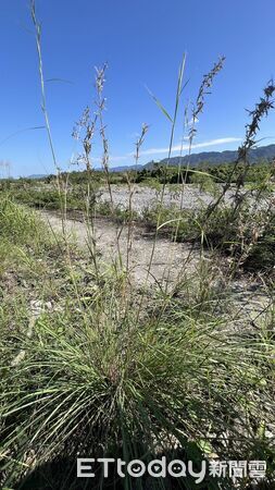 ▲▼課程吸引光復鄉部落族人、社區成員、國家森林解說志工及分署同仁共40人踴躍參與。（圖／花蓮分署提供，下同）