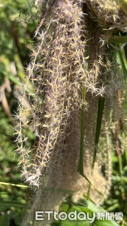 ▲▼課程吸引光復鄉部落族人、社區成員、國家森林解說志工及分署同仁共40人踴躍參與。（圖／花蓮分署提供，下同）