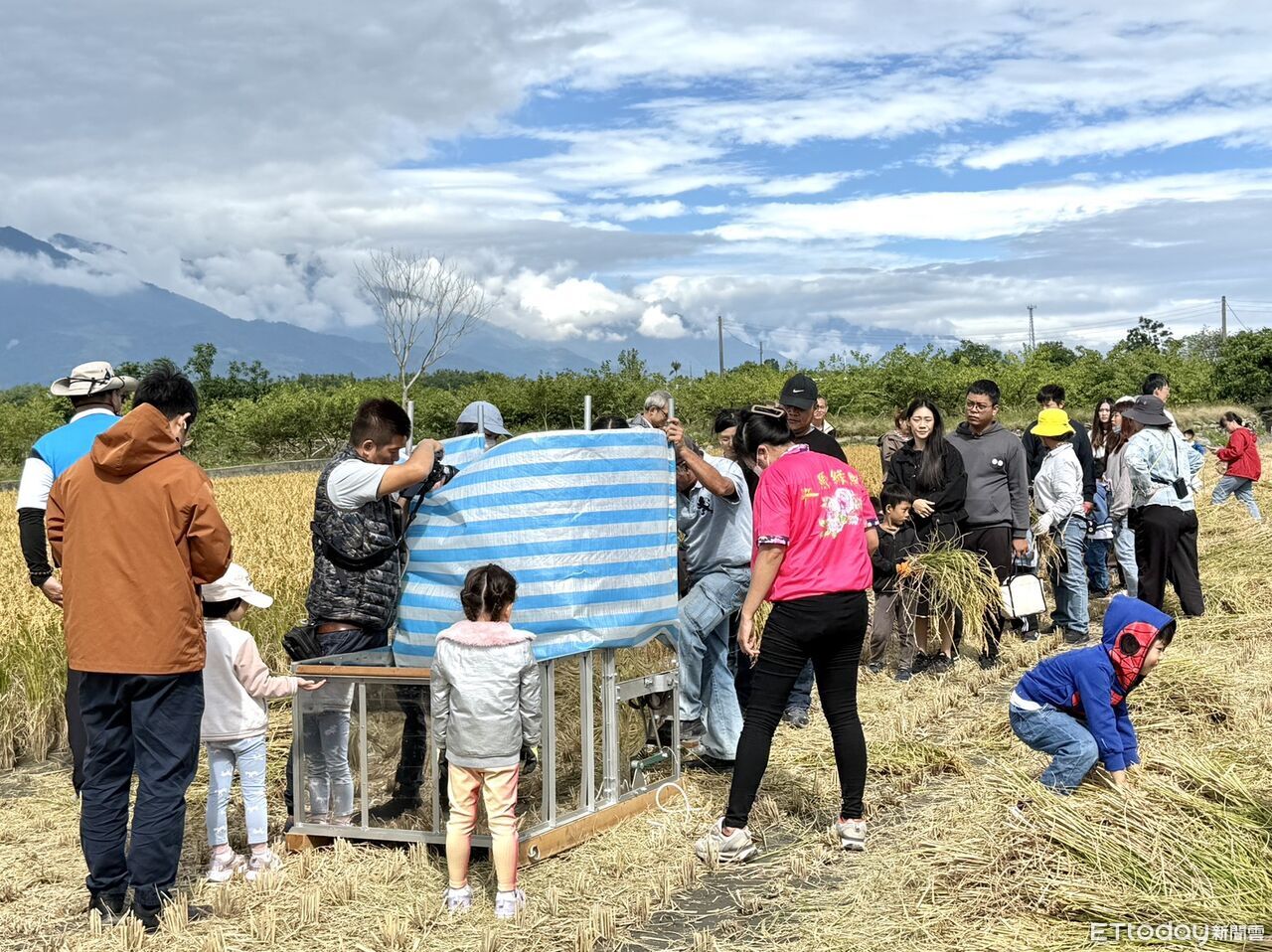 台東鹿野大原舉辦割稻體驗 小朋友和家長開心下田嘗鮮