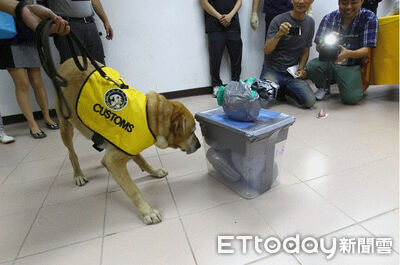 最高聞出300公斤毒品! 海關證實緝毒犬冠軍Pablo已過世3年
