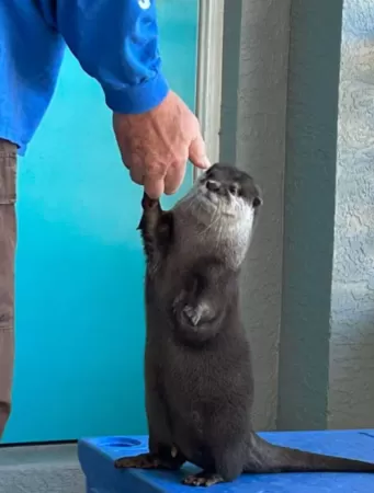 搜救水獺。（圖／翻攝自IG@splashsarotter2024）