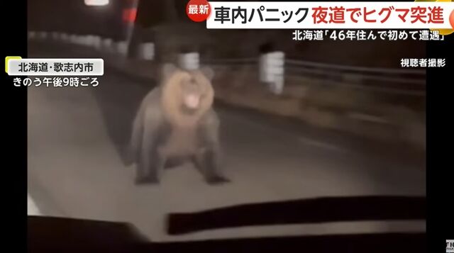 2公尺棕熊迎面衝過來! 北海道女駕駛嚇到「打錯檔」