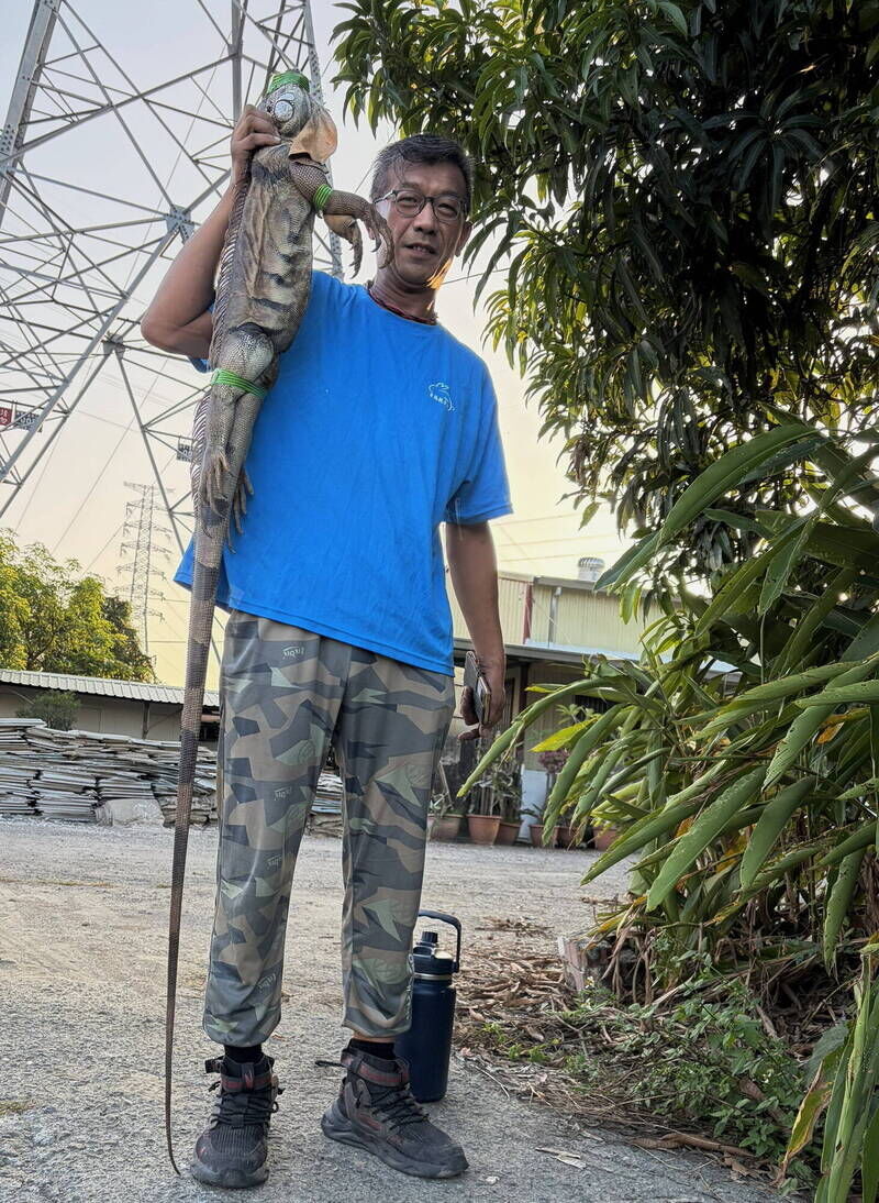 ▲台南市農業局統計，2025年截至11月18日，全市已捕捉2萬3762隻，數量遠超去年，平均一天就超過70隻。（台南市政府提供，下同）