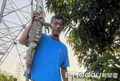 狂增2萬隻！台南驚見2公尺「史詩級綠鬣蜥」　比人還高畫面曝