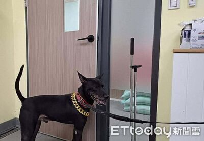 墨鏡歐告「叼水桶賺錢」違法！　飼主被罰8萬並沒入犬隻