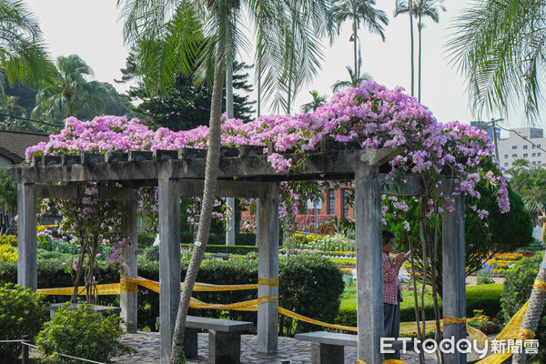 ▲2025士林官邸菊展~藝菊圓夢。（圖／記者彭懷玉攝）