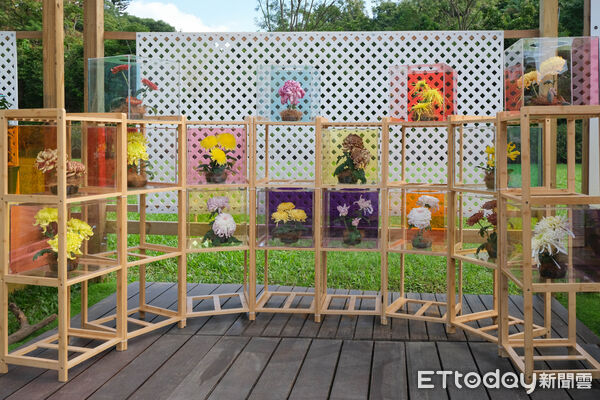 ▲2025士林官邸菊展~藝菊圓夢。（圖／記者彭懷玉攝）