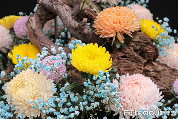 ▲2025士林官邸菊展~藝菊圓夢。（圖／記者彭懷玉攝）