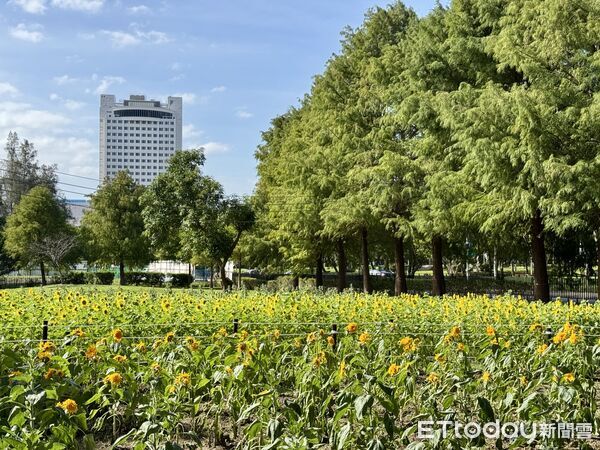 ▲2025士林官邸菊展~藝菊圓夢。（圖／記者彭懷玉攝）