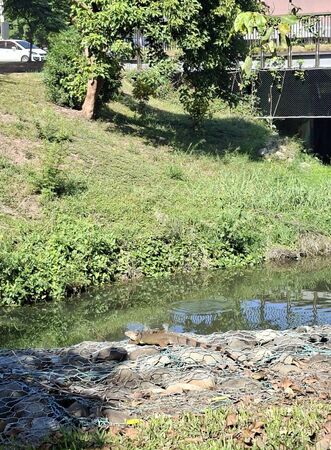 ▲台南市農業局統計，2025年截至11月18日，全市已捕捉2萬3762隻，數量遠超去年，平均一天就超過70隻。（台南市政府提供，下同）