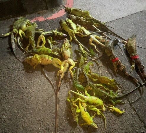 ▲台南市農業局統計，2025年截至11月18日，全市已捕捉2萬3762隻，數量遠超去年，平均一天就超過70隻。（台南市政府提供，下同）