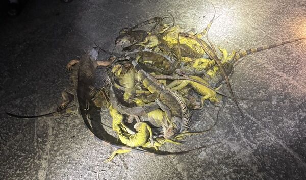 ▲台南市農業局統計，2025年截至11月18日，全市已捕捉2萬3762隻，數量遠超去年，平均一天就超過70隻。（台南市政府提供，下同）