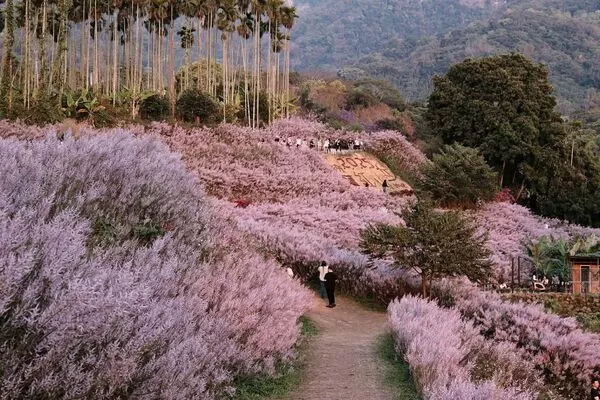 ▲南投瑰蜜甜心玫瑰園於粉專公布明年開園日。（圖／業者提供）