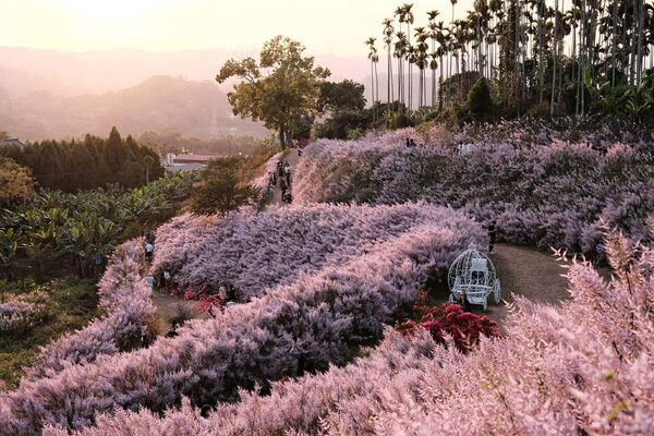 ▲南投瑰蜜甜心玫瑰園於粉專公布明年開園日。（圖／業者提供）